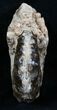 / Mammites Nodosoides Ammonite - Morocco #3952-2